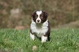 BORDER COLLIE 833